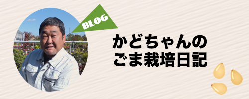 かどちゃんのごま栽培日記